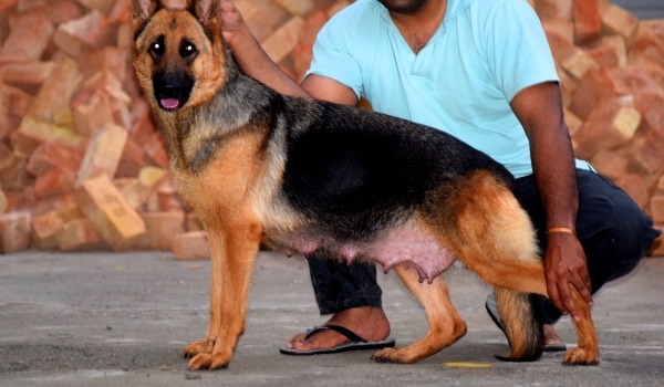 Hazel vom Croc Blanc