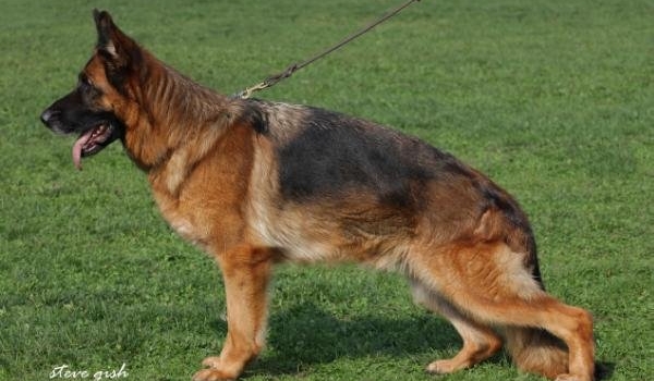 Nancie vom Suentelstein