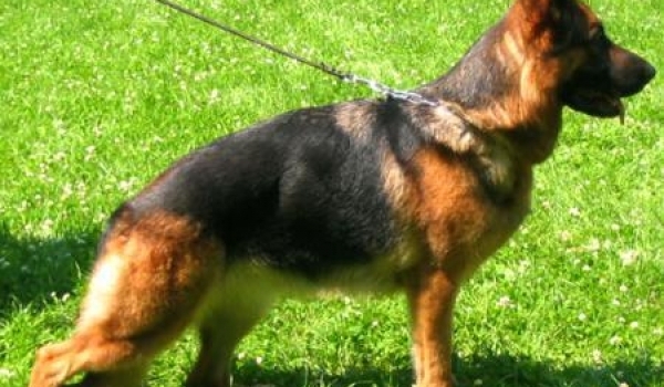 Bali vom Kapellenberg