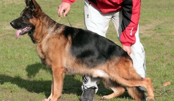 Leif vom Butjenter Land