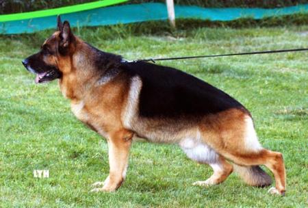 Heros vom Holtkamper See