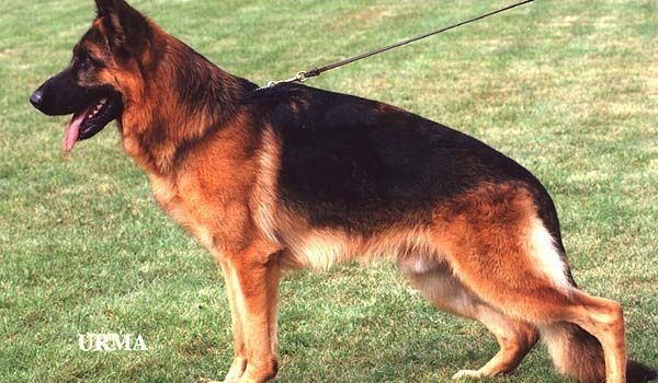 Arak vom Frankengold