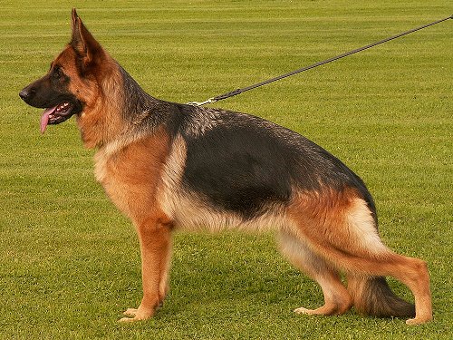 Ira von Pallas Athene