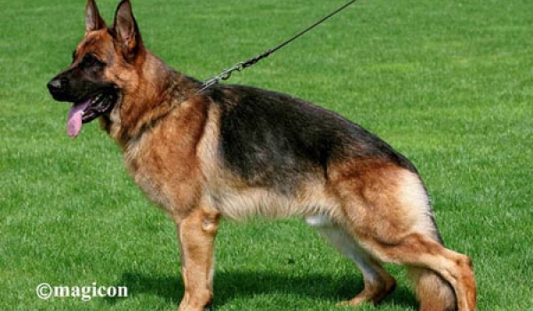 Yappo von der Kahler Heide