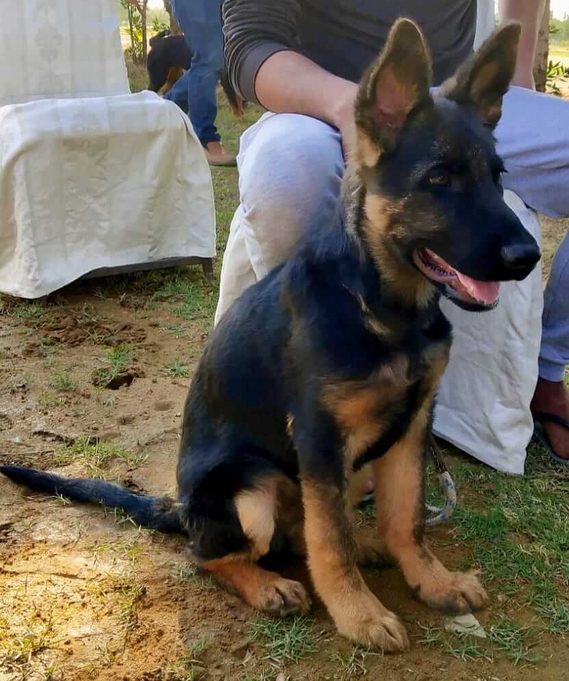 Hunter vom Blue Star