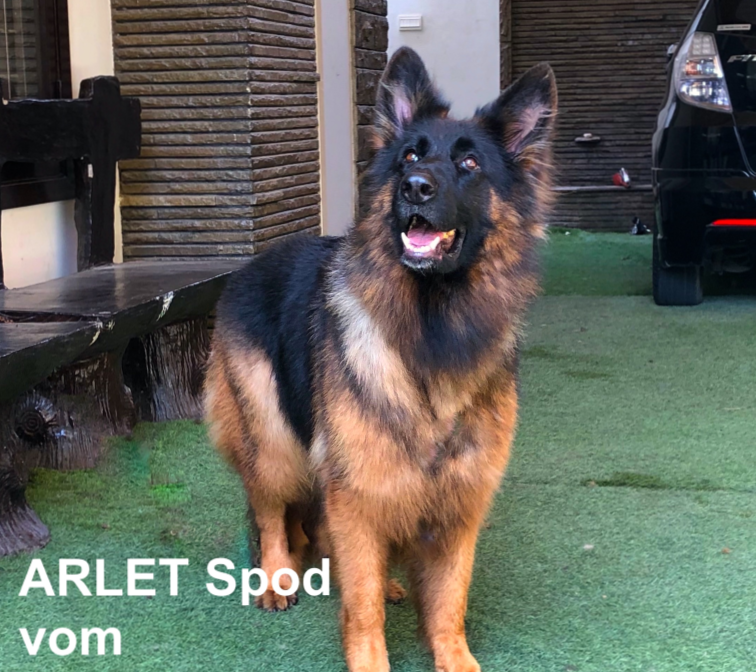 ARLET Spod Zlotego Deba UCI