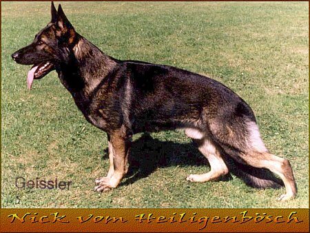 Nick vom Heiligenbösch