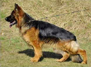 Ultra vom Hauswalder Bach