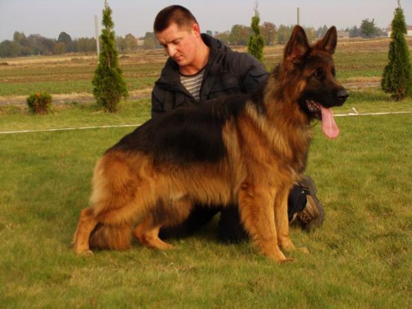 Geck z Kojca Elbikame