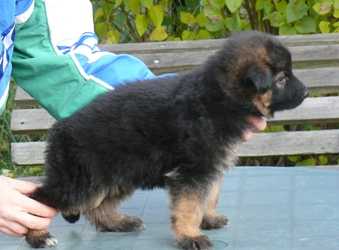 Cora-AI Slezin Lovan