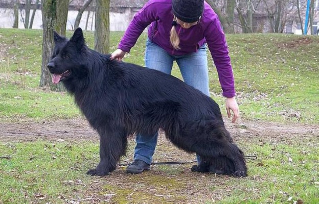 Blade Blumengarten Stamm