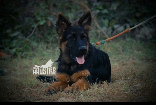 Bad Boy vom Haustier