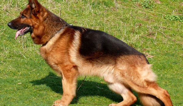 Eloy vom St.-Michaels-Berg