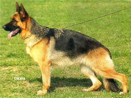 Amy von der Klosterhütte