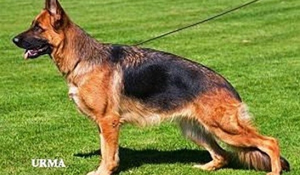 Tiana vom Fichtenschlag