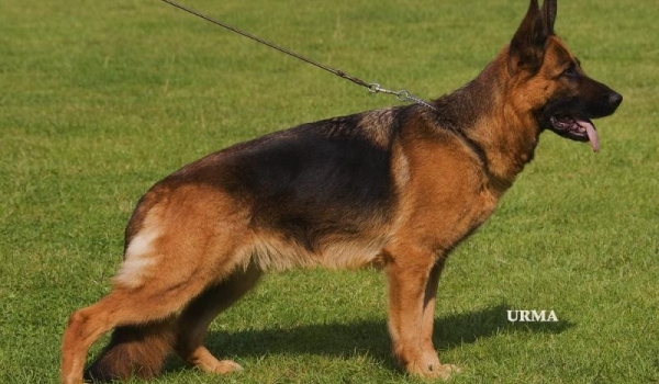 Barbl von der kleinen Ranch