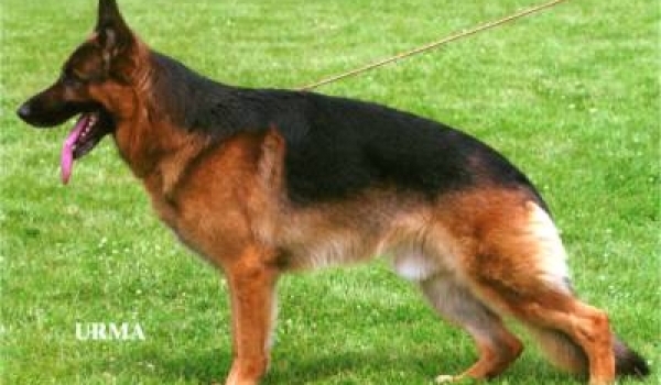 Sharan vom Externstein