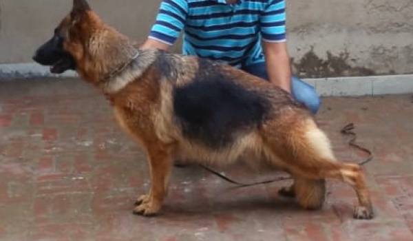 Night vom Ravizwinger