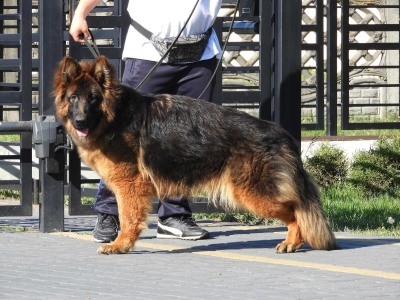 Bianca Sapere Fidelis (FCI)