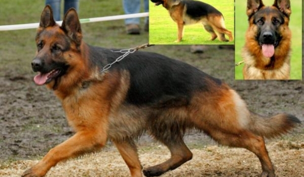 Obi-Wan zum Kolbenguß