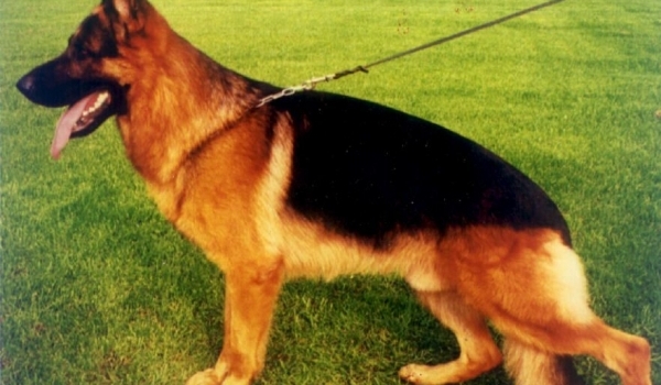 Quicki vom Klosterdorf