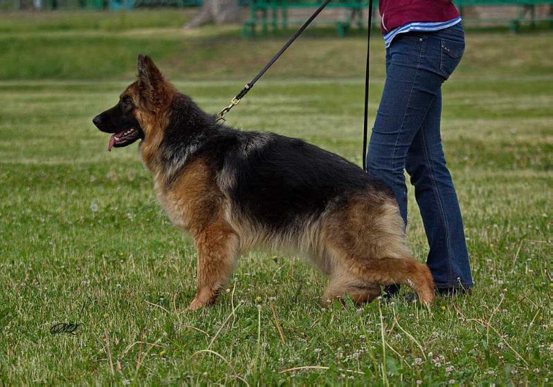 Serebryanaya Luna UITNI