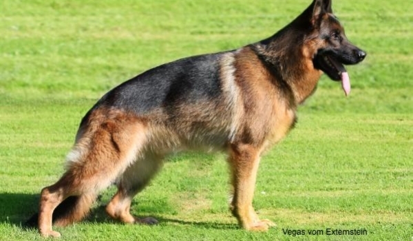 Vegas vom Externstein