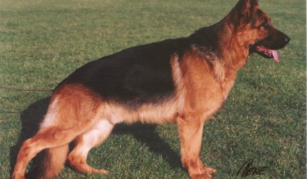 Trillingsgaard's Ambi