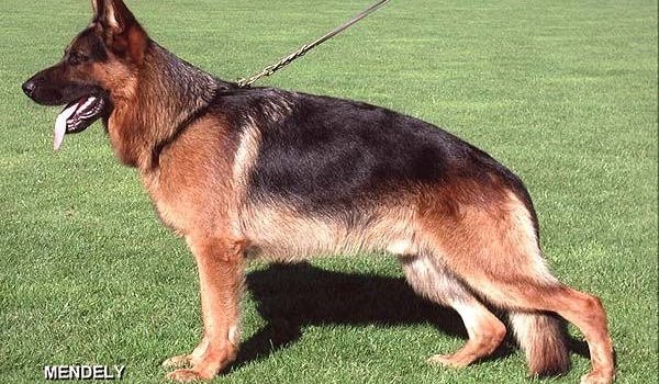 Drago von Pallas Athene