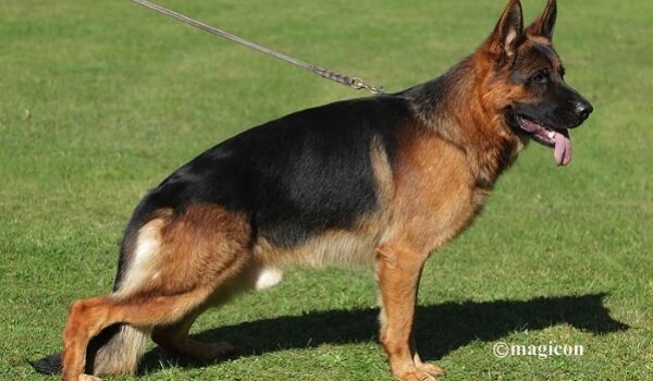 Pepe vom Kuckucksland