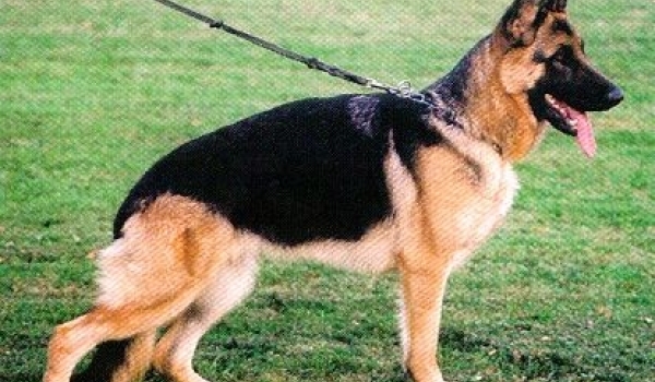 Gimmy vom Haus Babilon