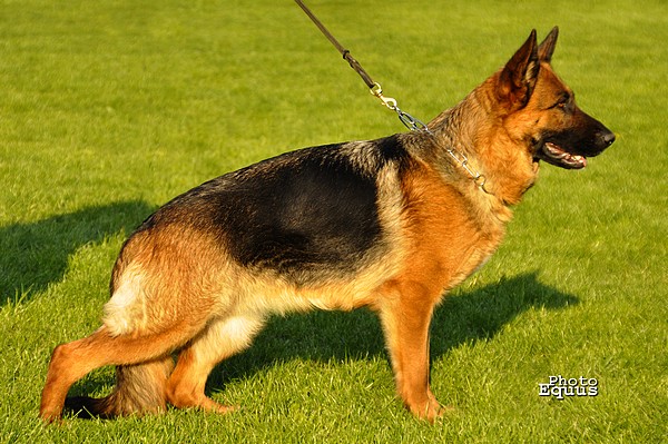 Xora vom Kaditzer Land