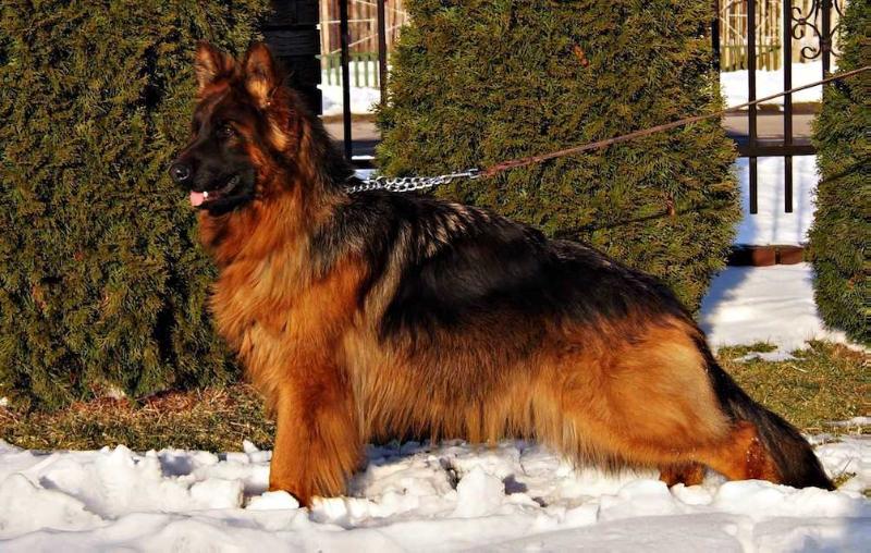 Brenda vom Arkanzass