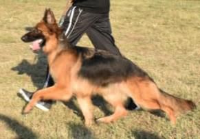 Carolina vom long hair Islamabad