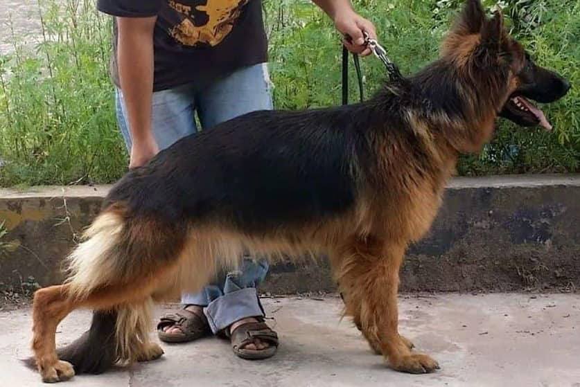 Cadie vom Orlando Long Hair Islamabad