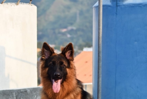 Invy vom Kashmir Lillbox Kennel