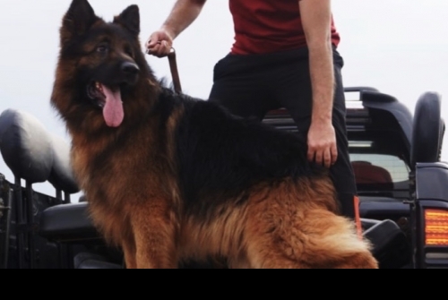 Apollo vom Kashmir Hills