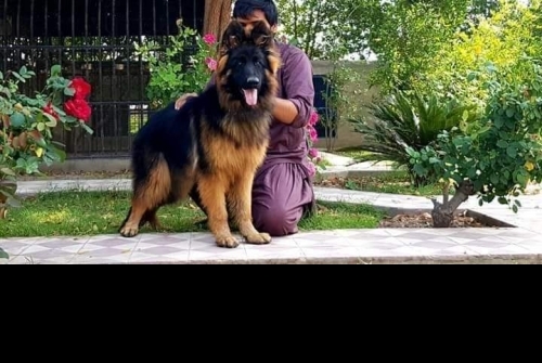 Furry vom Kashmir Hills