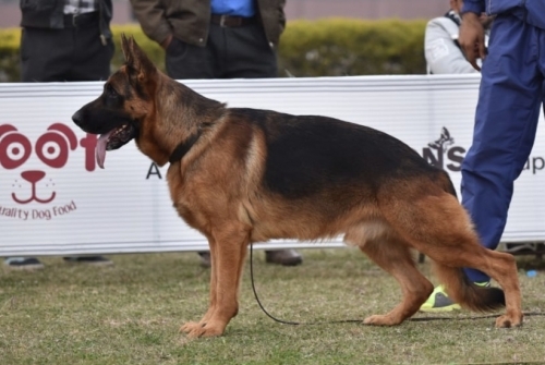 Feiko Vom Royal Kings