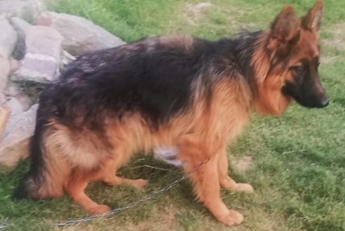 Hazel vom Kashmir Hills