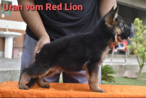Uran vom Red Lion