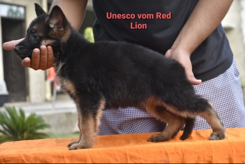 Unesco vom Red Lion