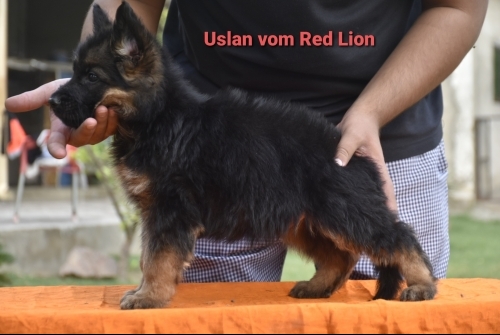 Uslan vom Red Lion