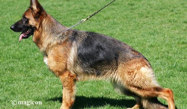 Leyla vom Schwarzaugen