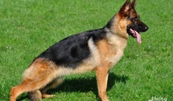 Wendy vom Zellwaldrand