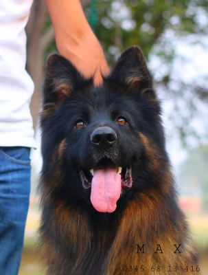 Bossenburg Salt Grit