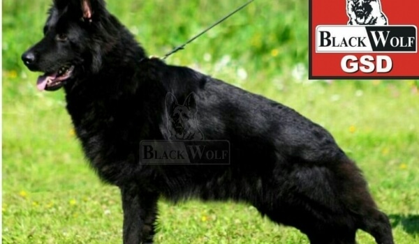 Crocodil-Dundee vom Wetterauer Land