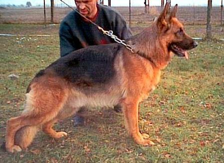 Catar vom Fichtenschlag