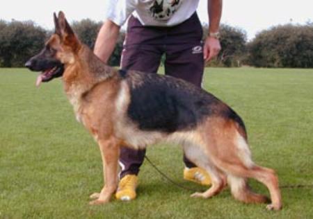 Jolly vom Team Fiemereck