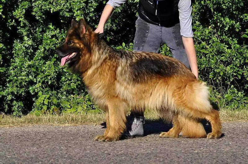 Figa Owczarek Z Miedzygorza